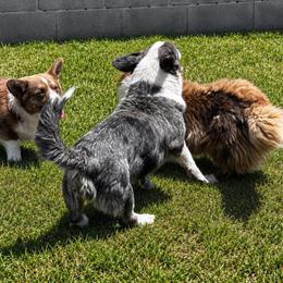 Nala - Blue merle and white female Cardigan Welsh Corgi puppy in Kerens, West Virginia from Leather & Lace