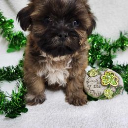 Havanese and Shih Tzu Puppies from Locust Creek Shih Tzu & Havanese
