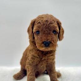 Biscuit - Apricot male Cavapoo puppy in La Vernia, Texas from Texas Teddy Bears