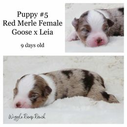 Puppy 5 - Red merle female Miniature American Shepherd puppy in Ellensburg, Washington from Wiggle Rump Ranch