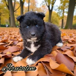 Jerusalem - Black male Siberian Husky puppy in West Liberty, Ohio from Skyfallsiberians
