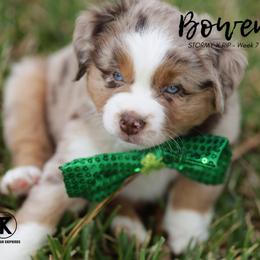 Australian Shepherd, Miniature American Shepherd, Miniature Australian Shepherd, and Toy Australian Shepherd Puppies from TK Standard, Mini, & Toy Aussies