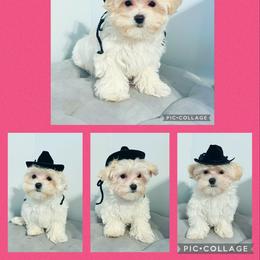 Maltese, Maltipoo, Poodle, and Yorkshire Terrier Puppies from Paw Perfect Pets