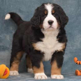 Eden - Black rust and white female Bernese Mountain Dog puppy in Danville, Pennsylvania from Brookwood Bernese Mountain Dogs