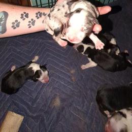 Australian Shepherd and Great Dane Puppies from AEW Farm