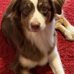 Australian Shepherd All Grown Up from Blackman’s Aussies