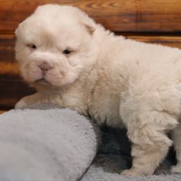 Girl 4 - Cream female Chinese Shar-Pei puppy in Sherman, Texas from SNK Shar-Pei