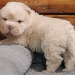 Girl 4 - Cream female Chinese Shar-Pei puppy in Sherman, Texas from SNK Shar-Pei