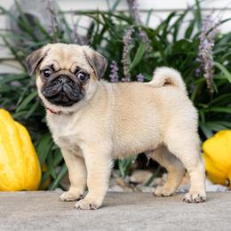Ethan - Fawn male Pug puppy in Honey Brook, Pennsylvania from FurEver Canine