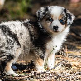 Pope - Blue merle male Miniature American Shepherd puppy in Tonopah, Arizona from King's Miniature American Shepherds