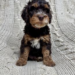 Bernedoodle and Bernese Mountain Dog Puppies from Sage Hills Bernedoodles