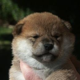 Shiba Inu Puppies from Jogoso Shibas