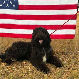 Piglet - Black female Goldendoodle puppy in Water Valley, Mississippi from Olympian Doodles