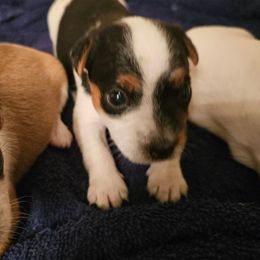 Male 1 - Tri-color male Jack Russell Terrier puppy in Ellendale, Delaware from Reynard Farm