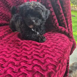 Sapphire - female Companion Cross puppy in Richmond, Texas from Marcia Hamlet