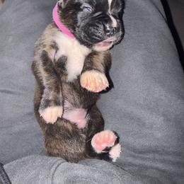 Charlie - Brindle male Boxer puppy in Florida from BNF Boxers