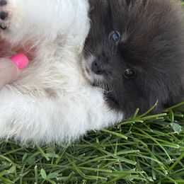 Boy 3 parti tri boy - Tri-colored male Pomeranian puppy in Bourbonnais, Illinois from T & D Poms