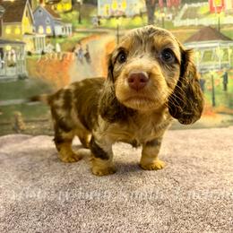 Gigi (3500) - Dapple female Dachshund puppy in Hensley, Arkansas from The Dachshund Barn