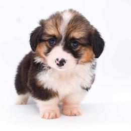 Pembroke Welsh Corgi Puppies from MG Corgis
