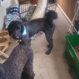 Goldendoodles, Poodles, and Shih Tzus from Dixie Doodles and More