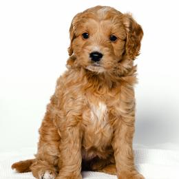Sophie - Red  female Goldendoodle puppy in Slc, Utah from Timp Doodles