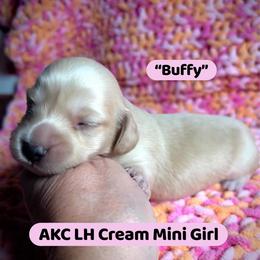 Buffy - Cream female Dachshund puppy in Coal City, Indiana from Angel Blue Dogs