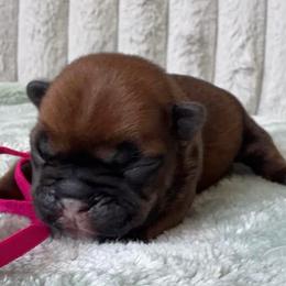 Girl 5 - Fawn female French Bulldog puppy in Galt, California from The three little frenchies
