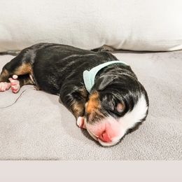 Girl3 - Tri-color Bernese Mountain Dog puppy in Las Vegas, Nevada from Rogarci Berners Ranch