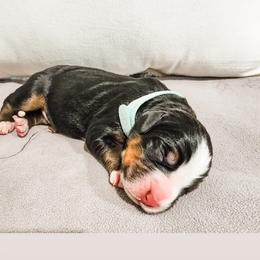 Girl3 - Tri-color Bernese Mountain Dog puppy in Las Vegas, Nevada from Rogarci Berners Ranch