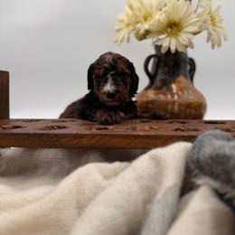 Titanium - Sable female Bernedoodle puppy in Ocala, Florida from Bernedoodles of Florida