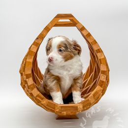 Jazz - Red merle Miniature Australian Shepherd puppy in Covington, Pennsylvania from Rigas Mini Aussies LLC
