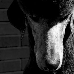 Poodles from Wenray's Standard Poodles