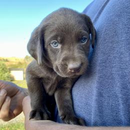 Golden Retriever and Labrador Retriever Puppies from North Coast Retrievers
