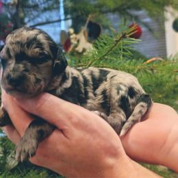 Girl 5 - Blue merle female Aussiedoodle puppy in Yacolt, Washington from Aussiedoodles by Maggie