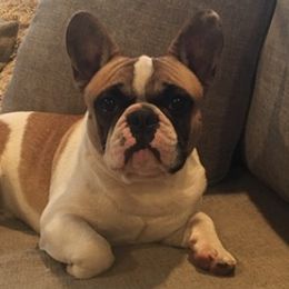 Bullmastiffs and French Bulldogs from TopNotch