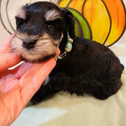 Girl 3 - Black and silver female Miniature Schnauzer puppy in Malvern, Arkansas from Deep South Miniature Schnauzers