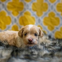 Aussiedoodle puppies from Enchanting Puppies
