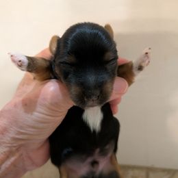 Chewy - Black and tan male Yorkshire Terrier puppy in Gatesville, Texas from KontryKritterz Yorkies