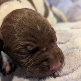 German Shorthaired Pointer Puppies from Hanaway GSPs