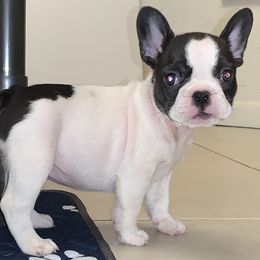 French Bulldog Puppies from Monarchy's Finest French Bulldogs