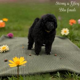 Poodle Puppies from KC Poodles of PA