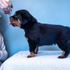 Revolution (Purple) - Black and rust male Beauceron puppy in Medina, Ohio from Beaucerons Des Vents