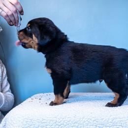 Revolution (Purple) - Black and rust male Beauceron puppy in Medina, Ohio from Beaucerons Des Vents