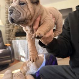 Chinese Shar-Pei Puppies from Morgan's Chinese Shar-Pei