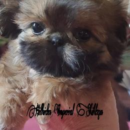 Shih Tzu Puppies from Hillsides Imperial Shih-Tzu