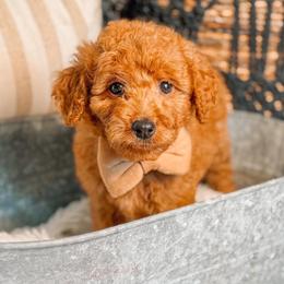 Willie - Red  male Goldendoodle puppy in Iola, Texas from Supreme Doodles of Texas