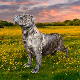 Moo moo - Cane Corso