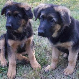 German Shepherds from Black Forest German Shepherds