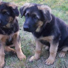 German Shepherds from Black Forest German Shepherds