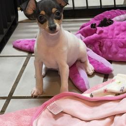 Toy Fox Terrier Puppies from Ultra Quest Show Dogs